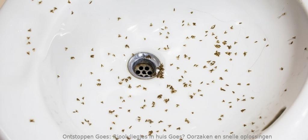 Rioolvliegjes in huis Goes? Oorzaken en snelle oplossingen